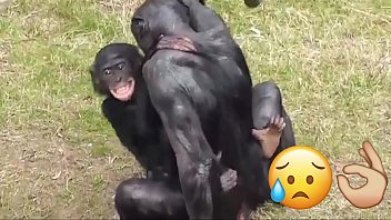 Macacos transando e fodase kkkkk (youtube: O TABACUDO)